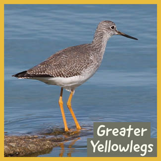 Greater Yellowlegs